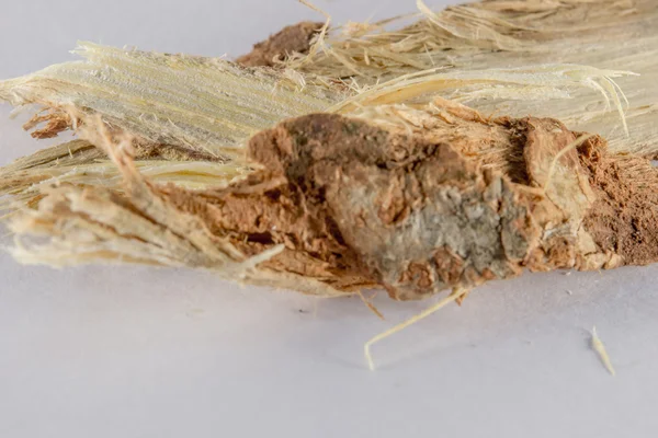 para-kauçuk ağacı kabuğu