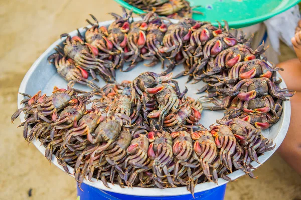 Salted crabs shop — Stock fotografie