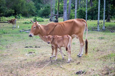 Turkish yerli ırkı inek