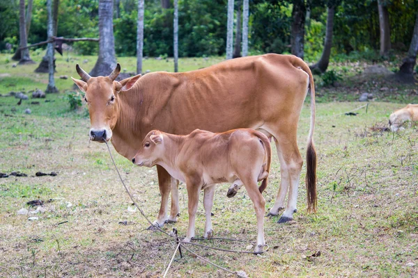 Vache de race autochtone thaïlandaise — Photo