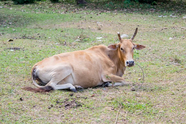 Vache de race autochtone thaïlandaise — Photo