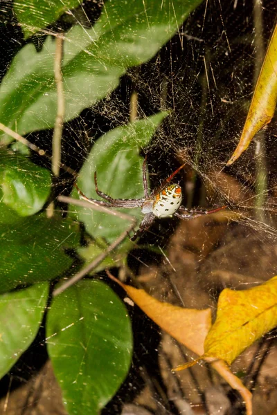 フォレスト内のクモ — ストック写真
