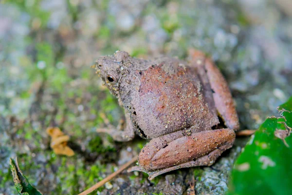 Góra żaba — Zdjęcie stockowe