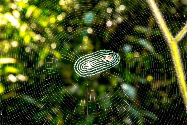 蜘蛛の巣蜘蛛の巣 — ストック写真