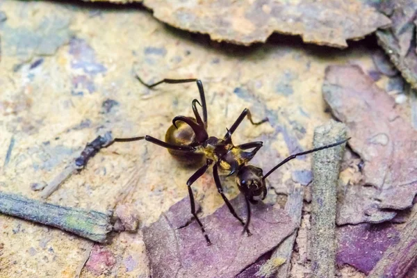 Black ant with horns — Stock Photo, Image