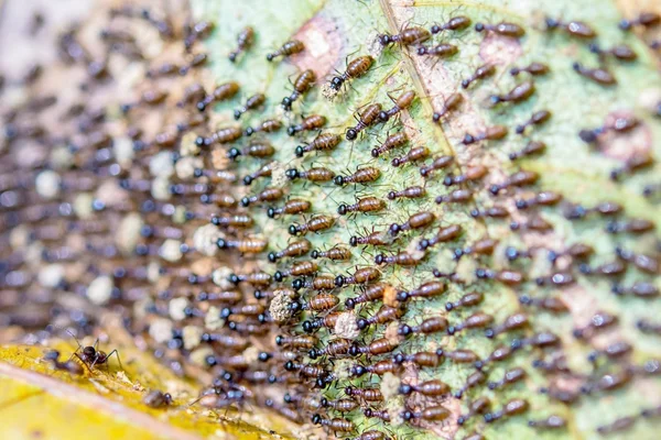 siyah karıncalar başka bir yere tahliye edin.