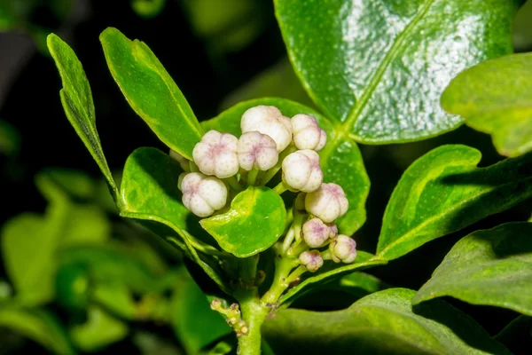 Güney Afrika'da bir kabile kireç genç çiçek