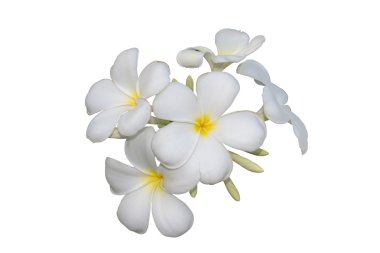 izole kırpma yolu ile frangipani çiçekler