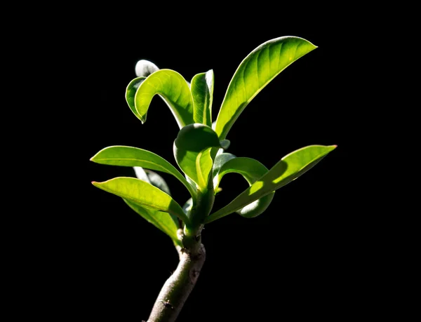 Feuilles de rose du désert (Adenium) — Photo