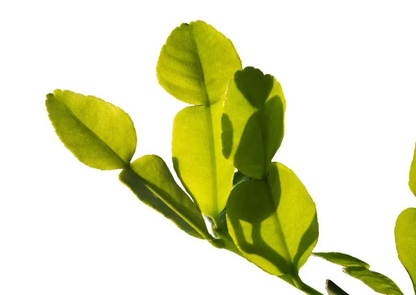 Jeunes feuilles de tilleul kaffir — Photo