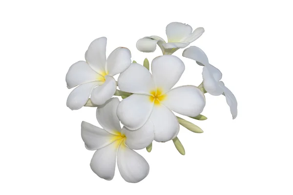 izole kırpma yolu ile frangipani çiçekler