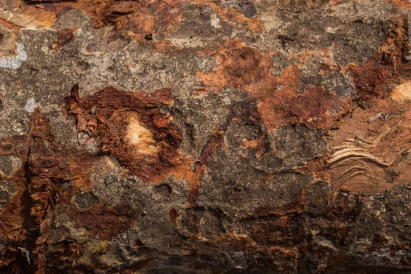 doku ormandan gelen ahşap bölümü