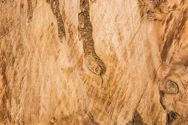 Textura de madeira (árvore de borracha para ) — Fotografia de Stock