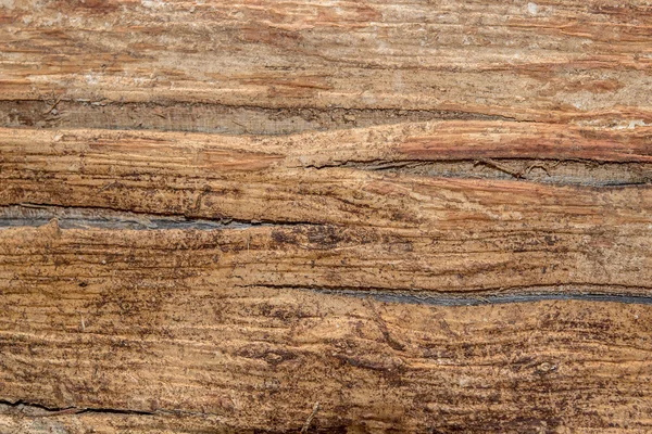 Wood texture (trees from forest) — Stock Photo, Image