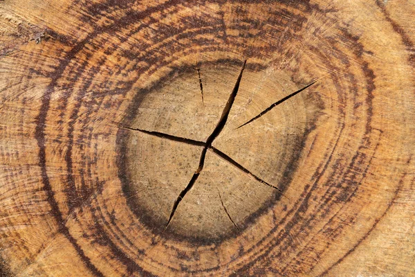纹理的木材从森林的一部分 — 图库照片