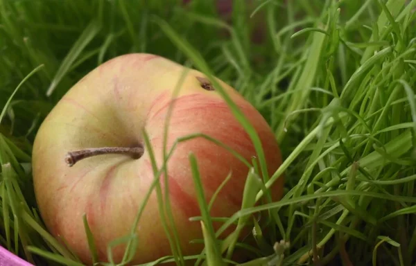 an apple on the grass