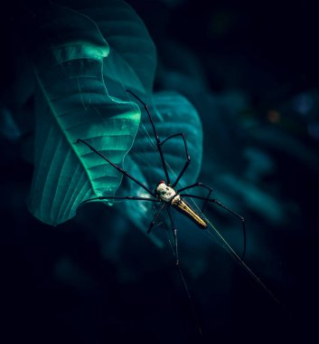 Nephila pilipes, Sri Lanka 'nın doğal ormanlarındaki dev altın küre ağ örümceği..