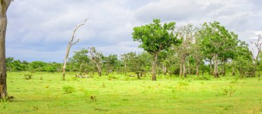 Madunagala Tapınağı yakınlarındaki Hambantota 'nın korunan orman manzarasının güzelliği. Sri Lanka 'da kurak bölgede yağmur mevsiminde yeşil çayırlar ve uzun ağaçlar..