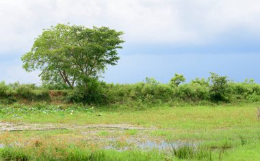 Madunagala Tapınağı yakınlarındaki Hambantota 'nın korunan orman manzarasının güzelliği. Gölün yakınındaki bataklıklar ve yeşil otlaklar. Sri Lanka 'da kurak bölgede yağmur mevsimi.