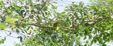 Kahverengi başlı barbet kuşu bir Banyan ağacının dalına tünemiş..