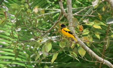 Siyah kapüşonlu oriole, ağaç dalına tünemiş, güzel siyah ve sarı renkli tüy..