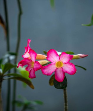 Tatlı gülü güzel ve zehirli bir çiçek bitkisidir. Kökleri ve sapı kardiyak glikozit özsuyu içerir. Genellikle zehirli ok yapımında kullanılır..