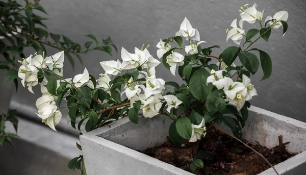 Бугенвиллийское Растение Большим Количеством Белых Красивых Бугенвиллийских Цветов Закрывается — стоковое фото
