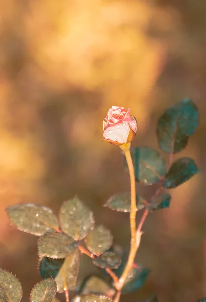 Rosa Rosa Che Cresce Verso Sole Nascente — Foto Stock