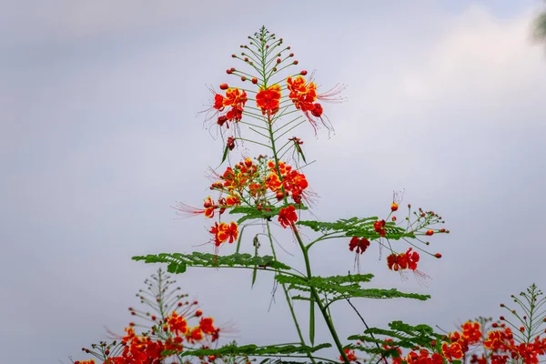 Цветок Павлина Красивый Полевой Цветок Расцветает — стоковое фото