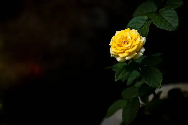 장미는 어두운 배경에 고립되어 있었다 아름다운 가까이 — 스톡 사진