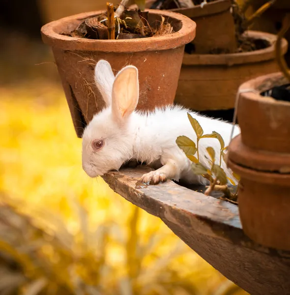 Rabbit Peeking Out Muddy Water Pool Cute Furry White Bunny — Stock Photo, Image