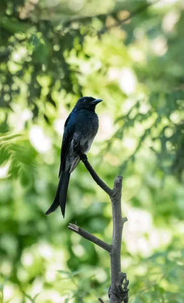 Siyah drongo, Dicrurus Macrocercus kuşu bir çubuğa tünemiş. Sri Lanka 'da siyah tüylü güzel bir kuş..