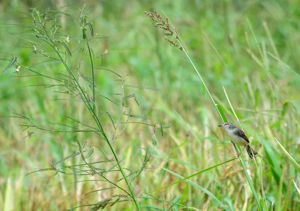 Sarı gözlü geveze, çeltik tarlasında uzun bir çim sapına tünemiş..