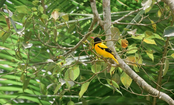 Siyah kapüşonlu oriole, ağaç dalına tünemiş, güzel siyah ve sarı renkli tüy..