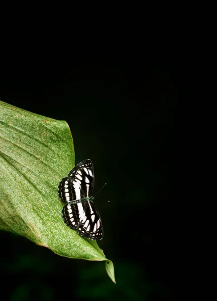 美丽的锡兰虎蝴蝶栖息在绿叶的边缘 自然的黑暗环境 灯光昏暗 背景黑暗 有复制空间 — 图库照片