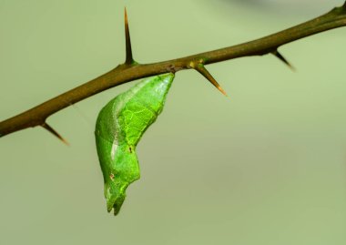 Turunçgiller üzerinde Mormon kozası, yakın makro çekim, yumuşak yeşil bokeh arkaplan.