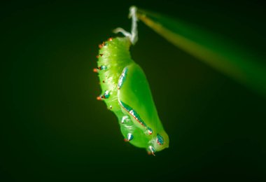Bir kelebeğin yaşam döngüsündeki Yeşil Pupa Evresi, benekli kırsal, güzel bir yetişkin kelebek olarak ortaya çıkmak için tam bir başkalaşım sürecinden geçiyor. Krizalit yakın çekim makro fotoğraf.