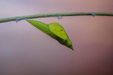 Yaygın ot sarı larvası başkalaşımın pupa evresine dönüşür..