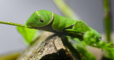 Yaygın Mormon larvası yakın çekim makro fotoğraf. Favori köri yapraklarını yer ve metamorfozun bir sonraki aşaması için hızla büyür..