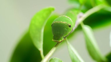 Yaygın Mormon larvası yakın çekim makro fotoğraf. Favori köri yapraklarını yer ve metamorfozun bir sonraki aşaması için hızla büyür..