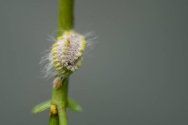 Mealybug, küçük bir bitki özü emen pullu böcek yakın plan makro fotoğraf..