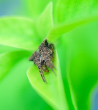 Korkunç kıllı örümcek yaprağın içinde sürünüyor. Yakından..