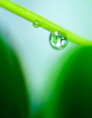 Yağmur sonrası yağmur damlaları samanlıkta asılı kalır. Çayırda, makro fotoğrafı yakın, yumuşak bokeh arkaplanı..