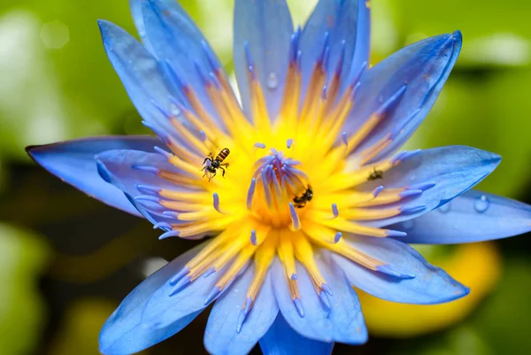 Όμορφο Λουλούδι Νούφαρο Κοντινό Πλάνο Μακροεντολή Απασχολημένος Μέλισσες Συλλογή Νέκταρ — Φωτογραφία Αρχείου