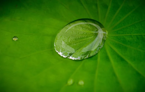 Waterdrop Collects Center Lotus Leaf Close Macro Shot Veins Pattern — Stock Photo, Image