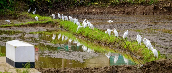 Hejno Bílých Volavek Odraz Rýžovém Poli Galle Srí Lance — Stock fotografie