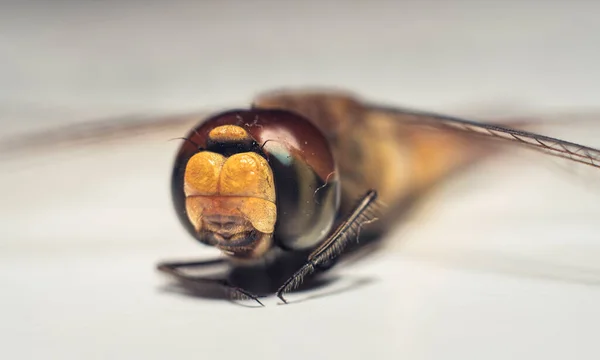 Makro Výstřel Extrémní Zblízka Očí Tváře Mrtvého Vážky — Stock fotografie