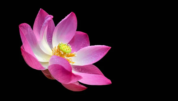 Цветок Розового Лотоса Черном Фоне Мягкие Розовые Лепестки Горшок Семенами — стоковое фото