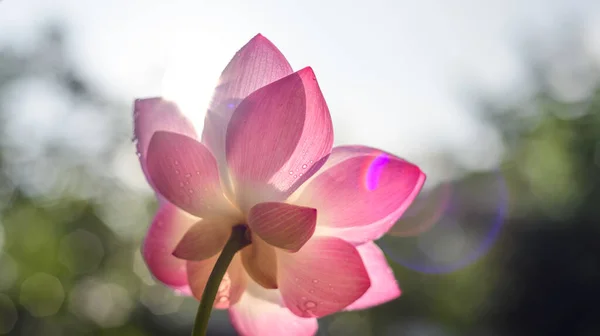 Цветок Лотоса Расцветает Раннему Солнцу Фотография Цветка Естественный Ранний Свет — стоковое фото