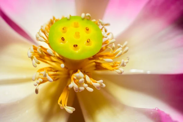 Lotus Fiore Macro Fotografia Capsula Semi Stami Vicino — Foto Stock